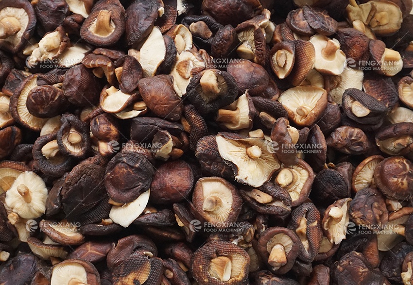 mushroom drying