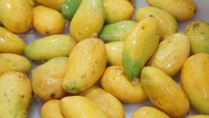 Mango and Pineapple Processing Machine — Improving Efficiency and Quality